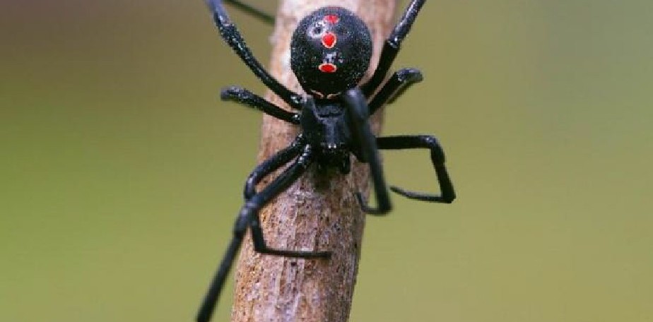 Record� tomar precauciones para evitar picaduras de insectos y ponzo�osos 